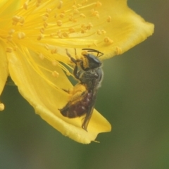 Lasioglossum (Parasphecodes) sp. (genus & subgenus) (Halictid bee) at Conder, ACT - 15 Jan 2018 by MichaelBedingfield