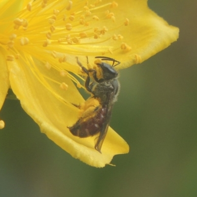 Lasioglossum (Parasphecodes) sp. (genus & subgenus) (Halictid bee) at Pollinator-friendly garden Conder - 15 Jan 2018 by michaelb