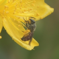 Lasioglossum (Parasphecodes) sp. (genus & subgenus) (Halictid bee) at Conder, ACT - 15 Jan 2018 by michaelb