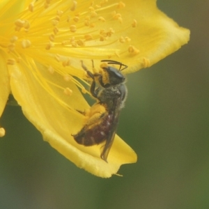 Lasioglossum (Parasphecodes) sp. (genus & subgenus) at Pollinator-friendly garden Conder - 15 Jan 2018