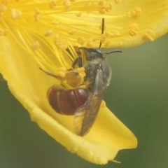 Lasioglossum (Parasphecodes) sp. (genus & subgenus) at Pollinator-friendly garden Conder - 15 Jan 2018 11:50 AM