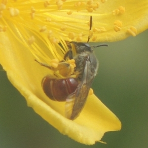 Lasioglossum (Parasphecodes) sp. (genus & subgenus) at Pollinator-friendly garden Conder - 15 Jan 2018 11:50 AM