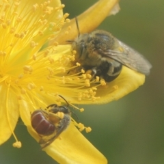 Lasioglossum (Parasphecodes) sp. (genus & subgenus) at Pollinator-friendly garden Conder - 15 Jan 2018 11:50 AM