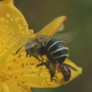 Amegilla (Zonamegilla) asserta at Pollinator-friendly garden Conder - 15 Jan 2018