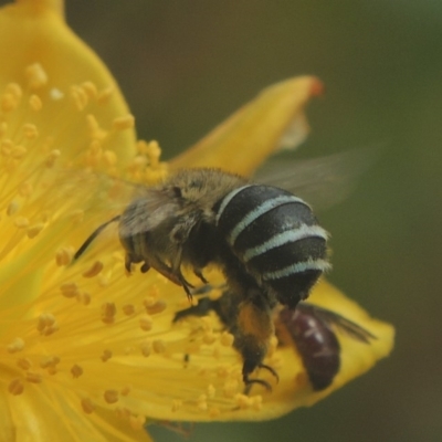Amegilla (Zonamegilla) asserta (Blue Banded Bee) at Pollinator-friendly garden Conder - 15 Jan 2018 by michaelb