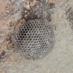 Polistes sp. (genus) (Unidentified paper wasp) at Jerrabomberra Wetlands - 20 Jun 2018 by michaelb