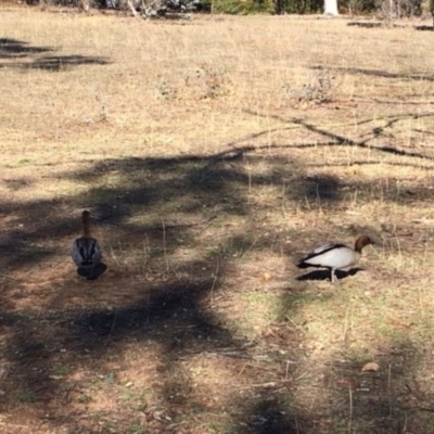 Chenonetta jubata (Australian Wood Duck) at Red Hill to Yarralumla Creek - 1 Jul 2018 by KL