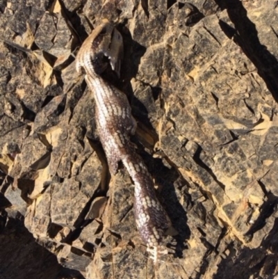 Tiliqua scincoides scincoides (Eastern Blue-tongue) at Red Hill to Yarralumla Creek - 1 Jul 2018 by KL