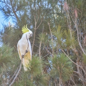 Cacatua galerita at Campbell, ACT - 1 Jul 2018 02:33 PM