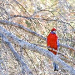 Platycercus elegans (Crimson Rosella) at Campbell, ACT - 1 Jul 2018 by frostydog