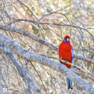 Platycercus elegans at Campbell, ACT - 1 Jul 2018 02:34 PM