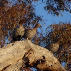 Chenonetta jubata (Australian Wood Duck) at Red Hill Nature Reserve - 1 Jul 2018 by JackyF