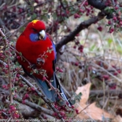 Platycercus elegans (Crimson Rosella) at Hughes, ACT - 29 Jun 2018 by BIrdsinCanberra