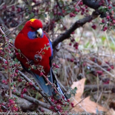 Platycercus elegans (Crimson Rosella) at Hughes, ACT - 30 Jun 2018 by JonSteinbeck