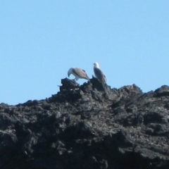 Haliaeetus leucogaster (White-bellied Sea-Eagle) at Batemans Marine Park - 1 Jul 2018 by nickhopkins