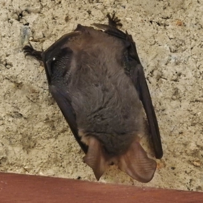 Nyctophilus gouldi (Gould's Long-eared Bat) at Tidbinbilla Nature Reserve - 1 Jul 2018 by JohnBundock