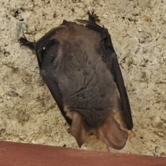 Nyctophilus gouldi (Gould's Long-eared Bat) at Paddys River, ACT - 1 Jul 2018 by JohnBundock