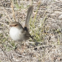 Malurus cyaneus (Superb Fairywren) at The Pinnacle - 1 Jul 2018 by Alison Milton