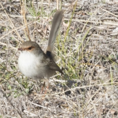 Malurus cyaneus (Superb Fairywren) at Hawker, ACT - 1 Jul 2018 by Alison Milton