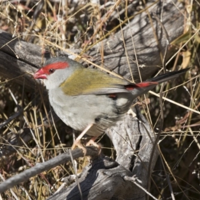 Neochmia temporalis (Red-browed Finch) at The Pinnacle - 1 Jul 2018 by Alison Milton