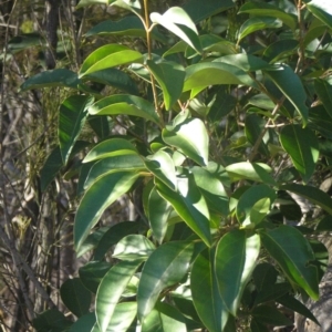 Ligustrum lucidum at Chifley, ACT - 1 Jul 2018 03:10 PM