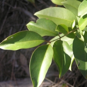 Ligustrum lucidum at Chifley, ACT - 1 Jul 2018