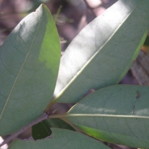 Ligustrum lucidum at Chifley, ACT - 1 Jul 2018 03:10 PM