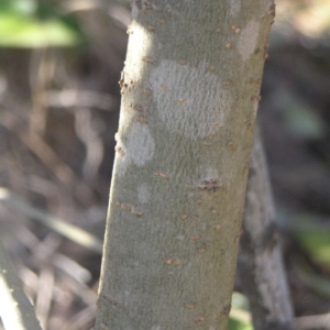 Ligustrum lucidum at Chifley, ACT - 1 Jul 2018 03:10 PM