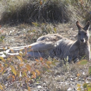 Macropus giganteus at Kambah, ACT - 1 Jul 2018 01:31 PM