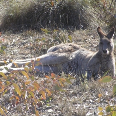 Macropus giganteus (Eastern Grey Kangaroo) at Kambah, ACT - 1 Jul 2018 by MatthewFrawley