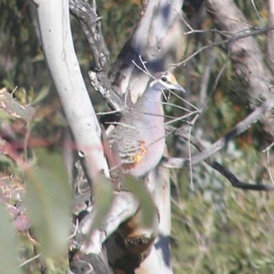 Phaps chalcoptera (Common Bronzewing) at Mount Taylor - 1 Jul 2018 by MatthewFrawley