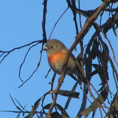 Petroica boodang (Scarlet Robin) at Chifley, ACT - 1 Jul 2018 by MatthewFrawley