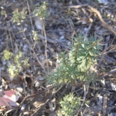 Melichrus urceolatus at Chifley, ACT - 1 Jul 2018