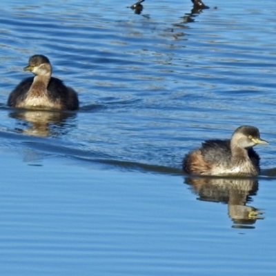 Tachybaptus novaehollandiae (Australasian Grebe) at Fyshwick, ACT - 1 Jul 2018 by RodDeb