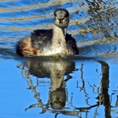 Tachybaptus novaehollandiae at Fyshwick, ACT - 1 Jul 2018