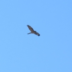 Tachyspiza fasciata (Brown Goshawk) at Fyshwick, ACT - 1 Jul 2018 by RodDeb