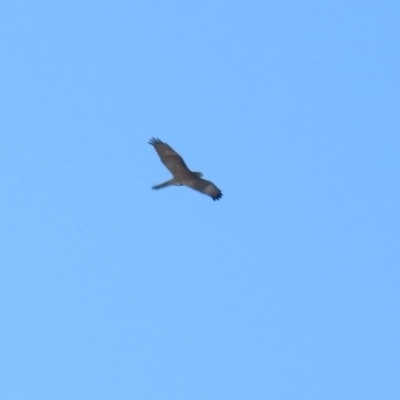 Tachyspiza fasciata (Brown Goshawk) at Fyshwick, ACT - 1 Jul 2018 by RodDeb