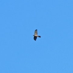 Accipiter fasciatus at Fyshwick, ACT - 1 Jul 2018