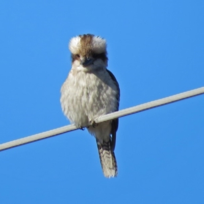 Dacelo novaeguineae (Laughing Kookaburra) at Fyshwick, ACT - 1 Jul 2018 by RodDeb