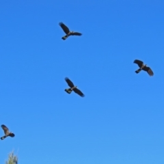 Zanda funerea (Yellow-tailed Black-Cockatoo) at Fyshwick, ACT - 1 Jul 2018 by RodDeb