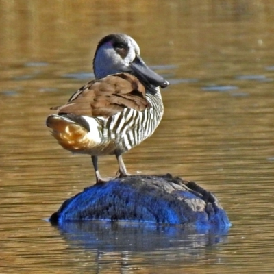 Malacorhynchus membranaceus (Pink-eared Duck) at Fyshwick, ACT - 1 Jul 2018 by RodDeb