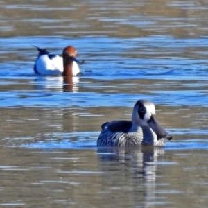 Malacorhynchus membranaceus at Fyshwick, ACT - 1 Jul 2018