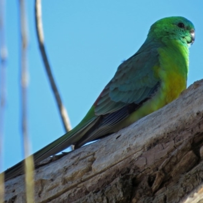 Psephotus haematonotus (Red-rumped Parrot) at Jerrabomberra Wetlands - 1 Jul 2018 by RodDeb