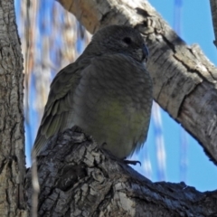 Psephotus haematonotus at Fyshwick, ACT - 1 Jul 2018