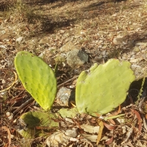 Opuntia stricta at Nicholls, ACT - 1 Jul 2018 02:47 PM