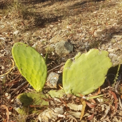 Opuntia stricta (Common Prickly Pear) at Nicholls, ACT - 1 Jul 2018 by LukeJ