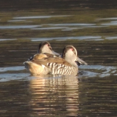 Malacorhynchus membranaceus (Pink-eared Duck) at Fyshwick, ACT - 20 Jun 2018 by MichaelBedingfield