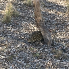 Tachyglossus aculeatus (Short-beaked Echidna) at Gungahlin, ACT - 25 Jun 2018 by Mothy