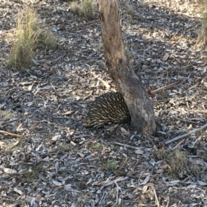 Tachyglossus aculeatus at Gungahlin, ACT - 25 Jun 2018 02:09 PM