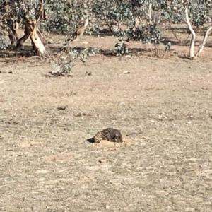 Tachyglossus aculeatus at Gungahlin, ACT - 25 Jun 2018 02:28 PM